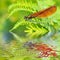 Macro damselfly on fern above water