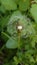 Macro dandelion - details of the little umbrella seeds of spring dandelions