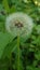 Macro dandelion - details of the little umbrella seeds of spring dandelions