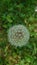 Macro dandelion - details of the little umbrella seeds of spring dandelions