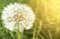Macro dandelion flower head with seeds and copy space and sunlight. Stock photo