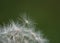 Macro Dandelion Puff Seed on Green Background