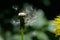 Macro of dandelion seed head with only a few seeda attached, beautiful spring weeds