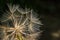 Macro Dandelion Seeds