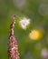 Macro of dandelion seeds hanging on common sorrel rumex acetosa with blurred bokeh background