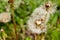 Macro dandelions on a background of green grass