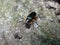 macro Dark beetle (Tenebrionidae beetle) on the rocks