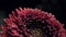 Macro dark red autumn flower with brilliant water drops