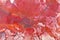 Macro of dark red jasper texture