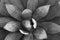 Macro dark succulent plants in the gardens - Top view nature texture background - Black and white patterns , Floral backdrop and b