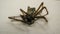 Macro of Dead and dried Spider with hairy legs