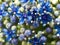 Macro of a deep blue Hydrangea