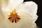 Macro of the deep red pattern on a white pansy orchid