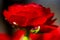 Macro of a deep red ranunculus, extremely shallow depth of field, selective focus