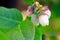 A macro of delicate blueberry blossoms beside leaves