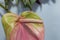 Macro delicate fresh anthurium flower. Wedding fresh flowers decoration