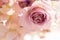 Macro delicate fresh pink rose  flower. Wedding fresh flowers de