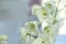 Macro delicate fresh wthite delphinum flower. Wedding fresh flowers decoration