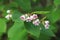 Macro of delicate pink flowers on Spreading Dogbane