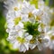 Macro of delicate tiny white flowers. Blooming  hoary alyssum. Top view of cluster of white little flowers.