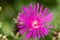 Macro of a delosperma cooperi