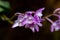 Macro of a  dendrobium kingianum orchid