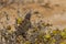 Macro of a desert Chameleon