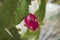 Macro detail of big opuntia red