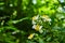 Macro detail of blossoming white and yellow flowers in forest