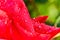 Macro detail of bright red rose petal with natural morning dew water droplets, common flower representing love on