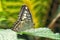 Macro detail of a butterfly perching on a leaf