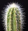 Macro detail of cactus quills with black background and intense light