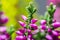 Macro detail of Calluna vulgaris, heath flower violet blossom