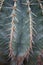 Macro detail close-up of spiky cactus species stenocereus pruinosus