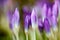 Macro detail of crocus flowers in garden