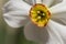 Macro detail of daffodil flower