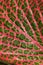 Macro detail of Fittonia leaf.