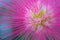 Macro detail of a fluorescent tropical pink flower
