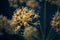 Macro detail of a giant fennel flower with unfocused background