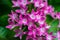 Macro detail of a group of little pink tropical flowers