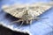 Macro detail of the head of Mormo maura, moth of the Noctuidae family.