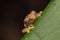 Macro detail image of beautiful and cute Kinabalu Cloud Bush Frog on leaves