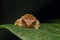 Macro detail image of beautiful and cute Kinabalu Cloud Bush Frog on leaves