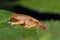 Macro detail image of beautiful and cute Kinabalu Cloud Bush Frog on leaves