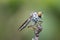 Macro detail image of a beautiful Robber Fly hanging on branches