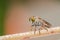 Macro detail image of a beautiful Robber Fly hanging on branches