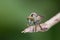 Macro detail image of a beautiful Robber Fly hanging on branches