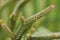 Macro detail of the leaves of succulent Crassula muscosa Watch Chain