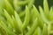 Macro detail of the leaves of succulent Crassula tetragona