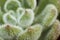 Macro detail of the leaves of succulent Echeveria Doris Taylor